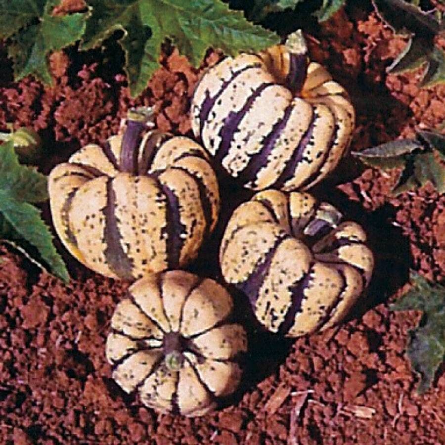 Sweet Dumpling Acorn Squash Seeds