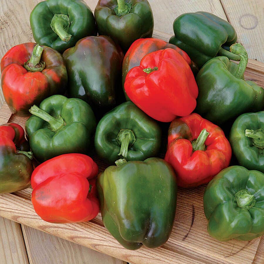 Karisma Pepper Seeds