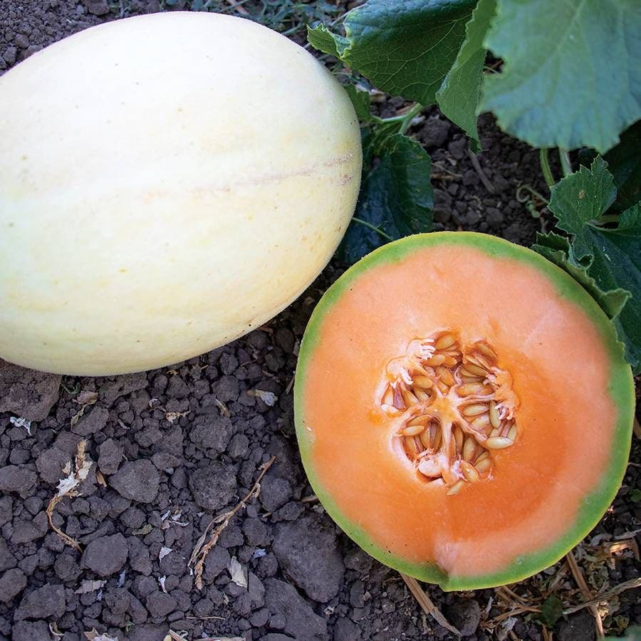Papayadew F1 Melon Seeds