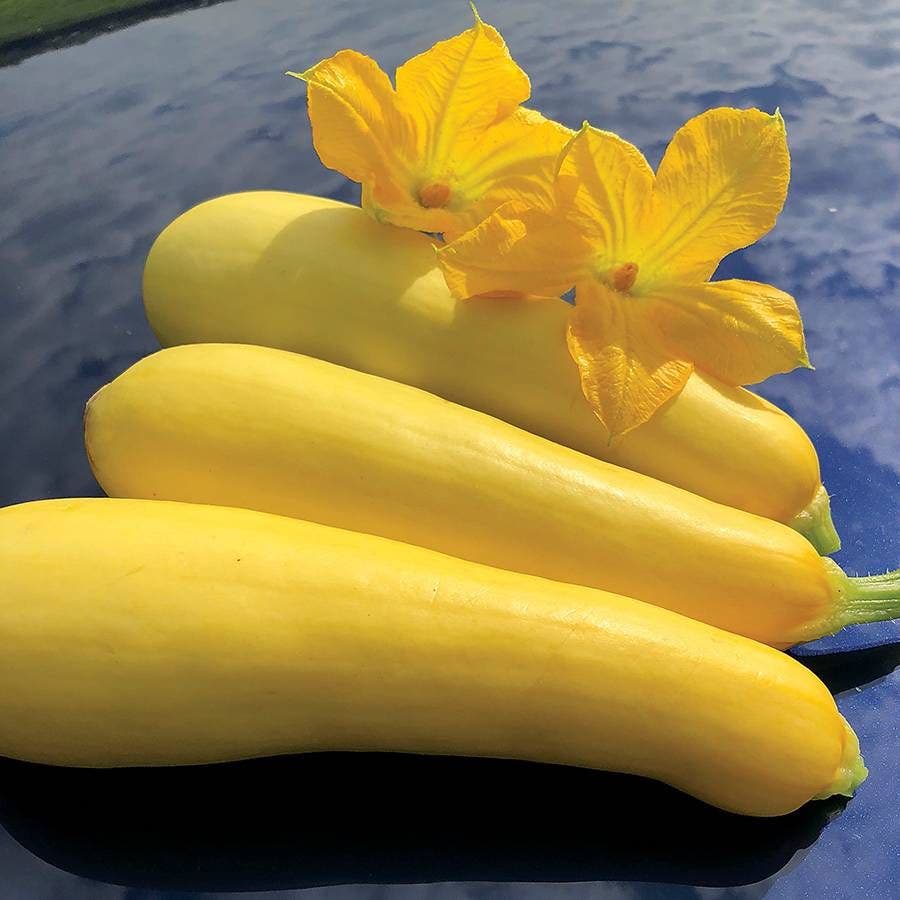 Smooth Criminal Squash Seeds