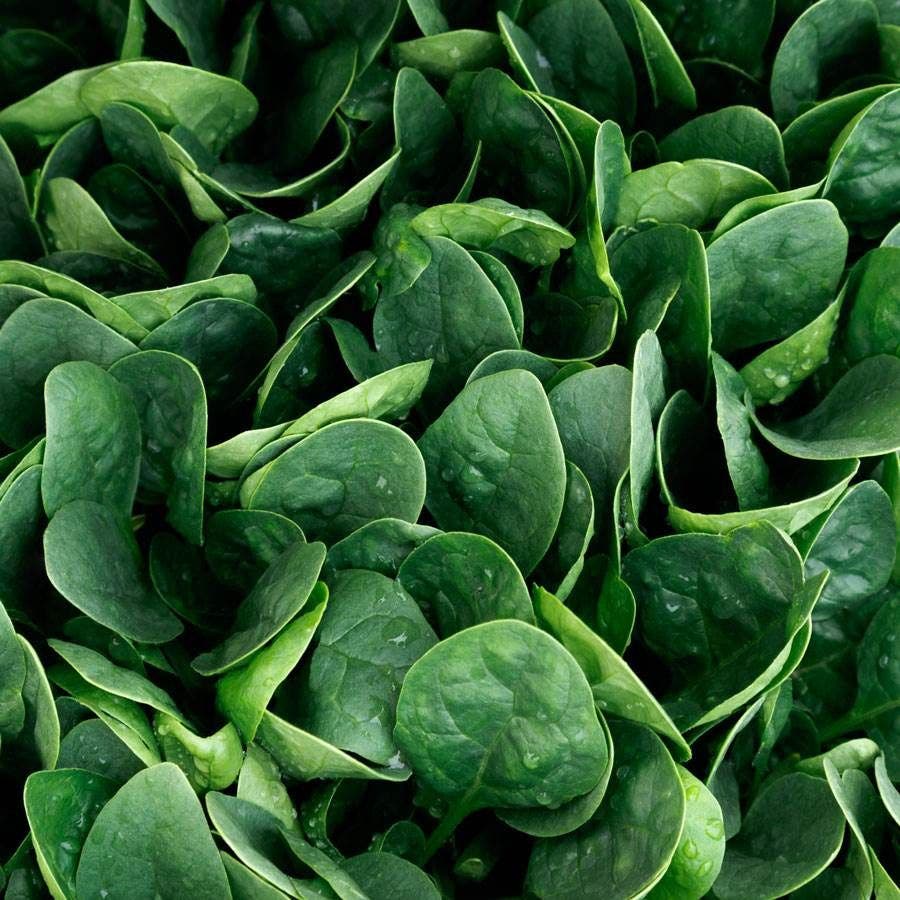 Darkside Hybrid Spinach Seeds