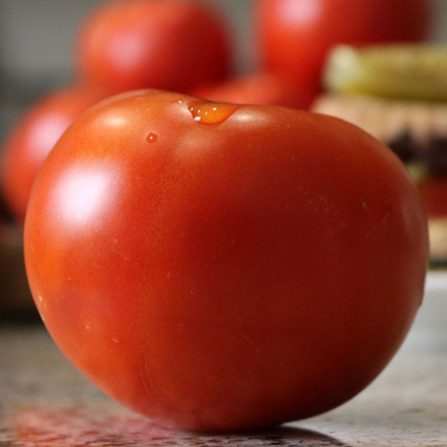 Celebrity Plus Hybrid Tomato Seeds