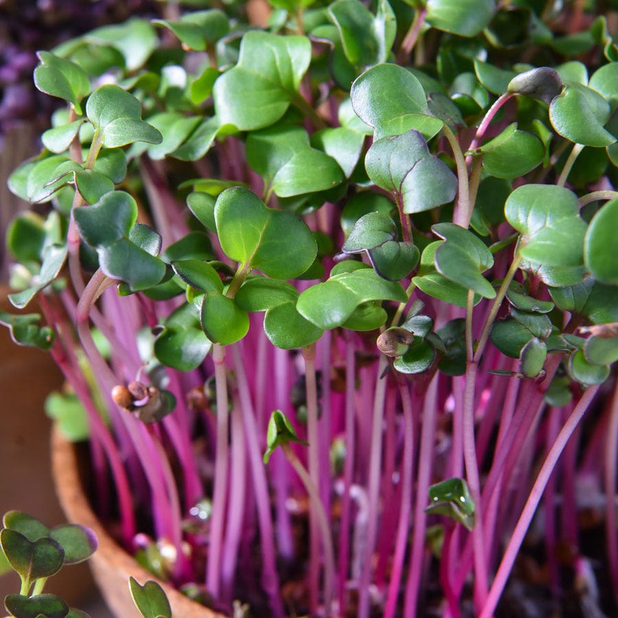Sow Effortless Collection™ Organic Radish Sangria Microgreen Seed Mat Set of 2