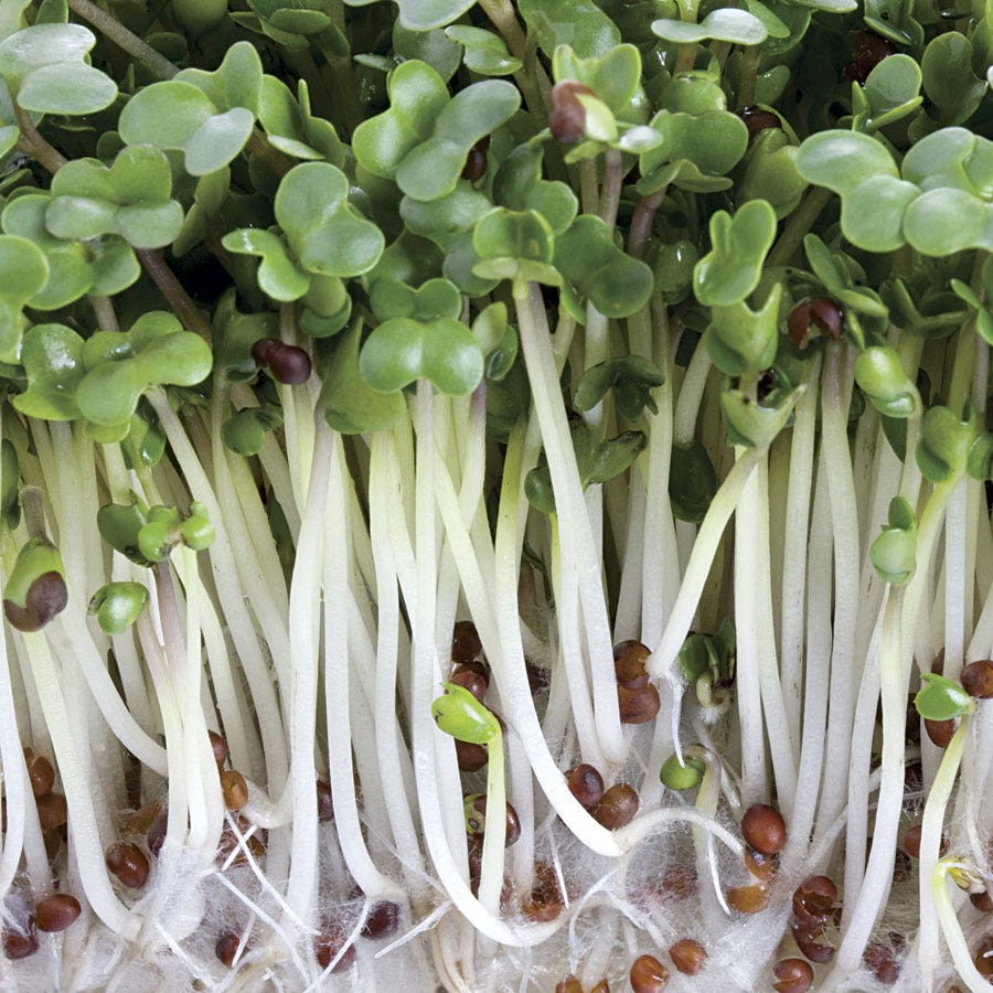 Sow Effortless Collection™ Organic Broccoli Microgreen Seed Mats Set of 2