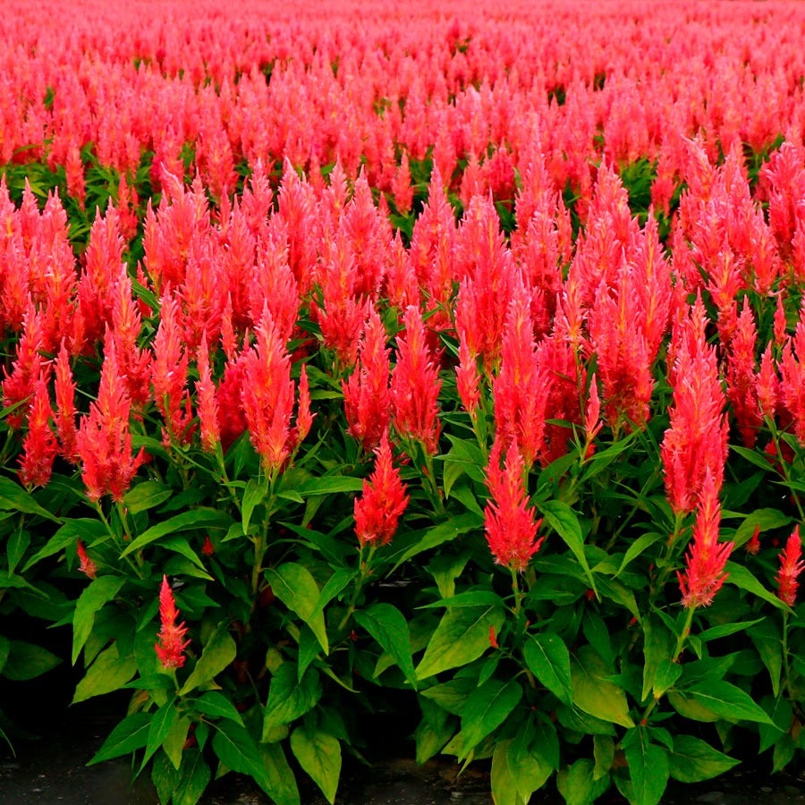 Flamma Pink Celosia Seeds*