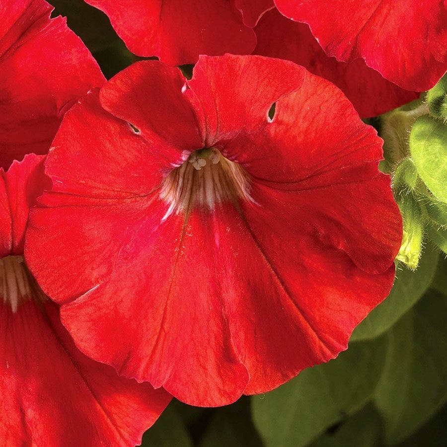 FlashForward™ Red Petunia Seeds