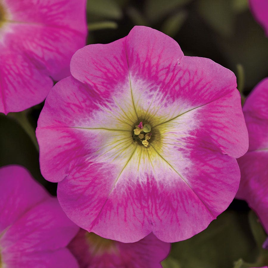 E3 Easy Wave® Rose Morn Petunia Seeds