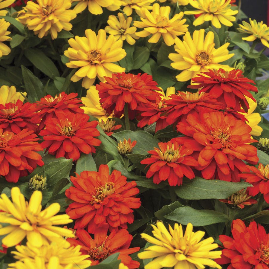 Zydeco™ Fire Zinnia Seeds