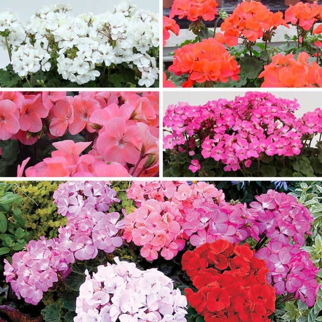 Geranium Nano Seed Collection