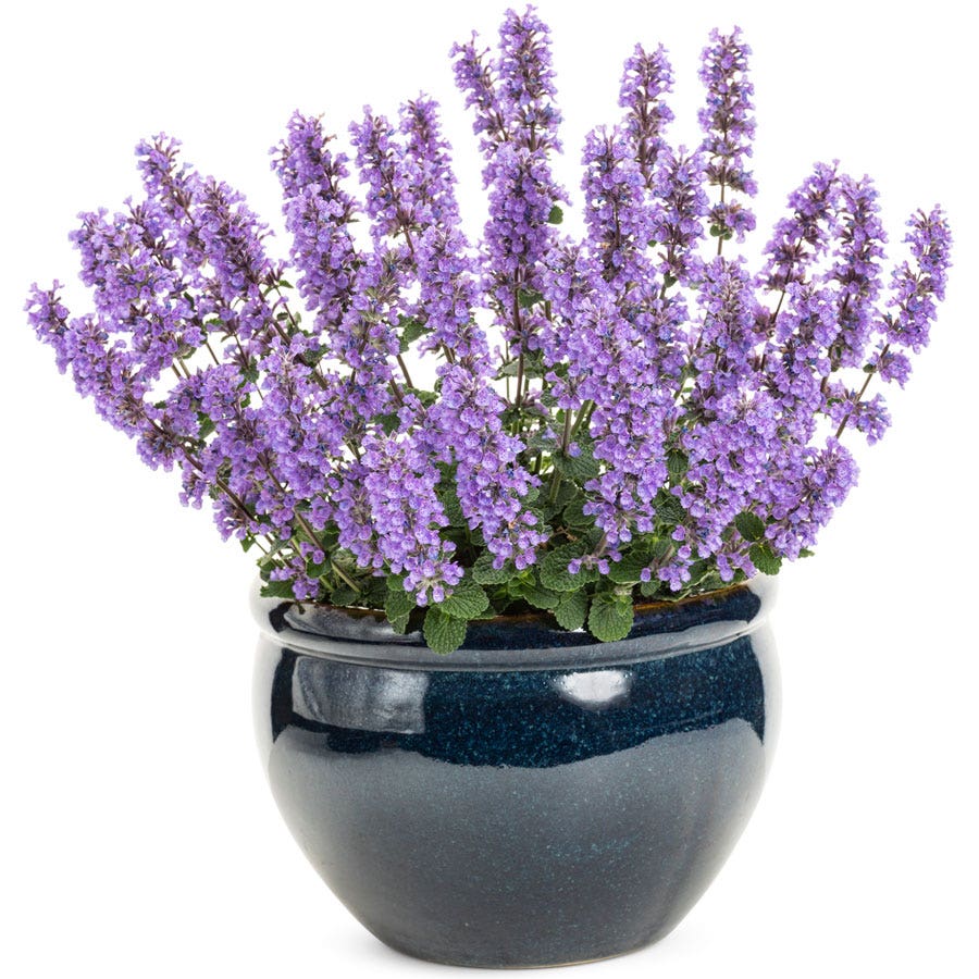 'Cat's Pajamas' Catmint
