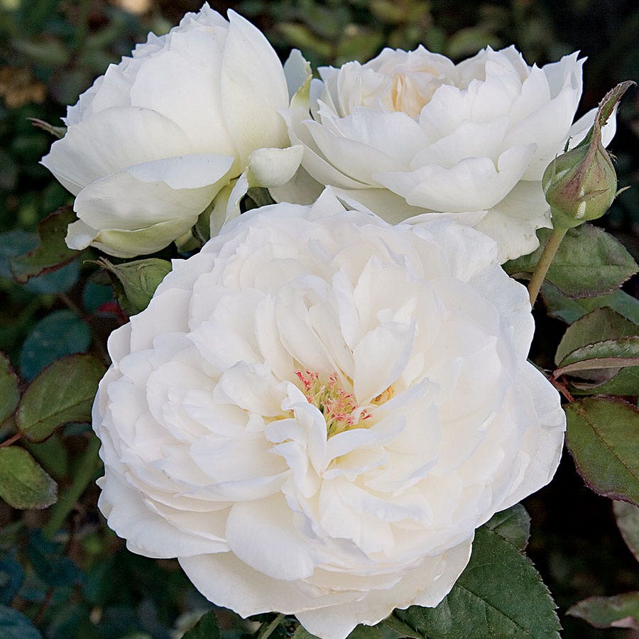 Bolero™ Floribunda Rose