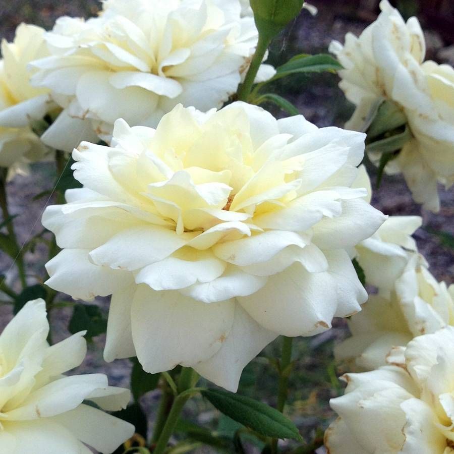 Moondance Floribunda Rose