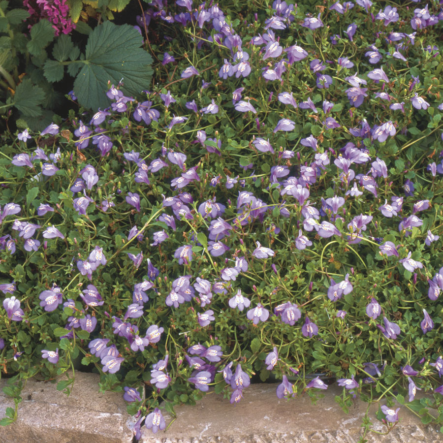 Mazus Purple Creeping Mazus