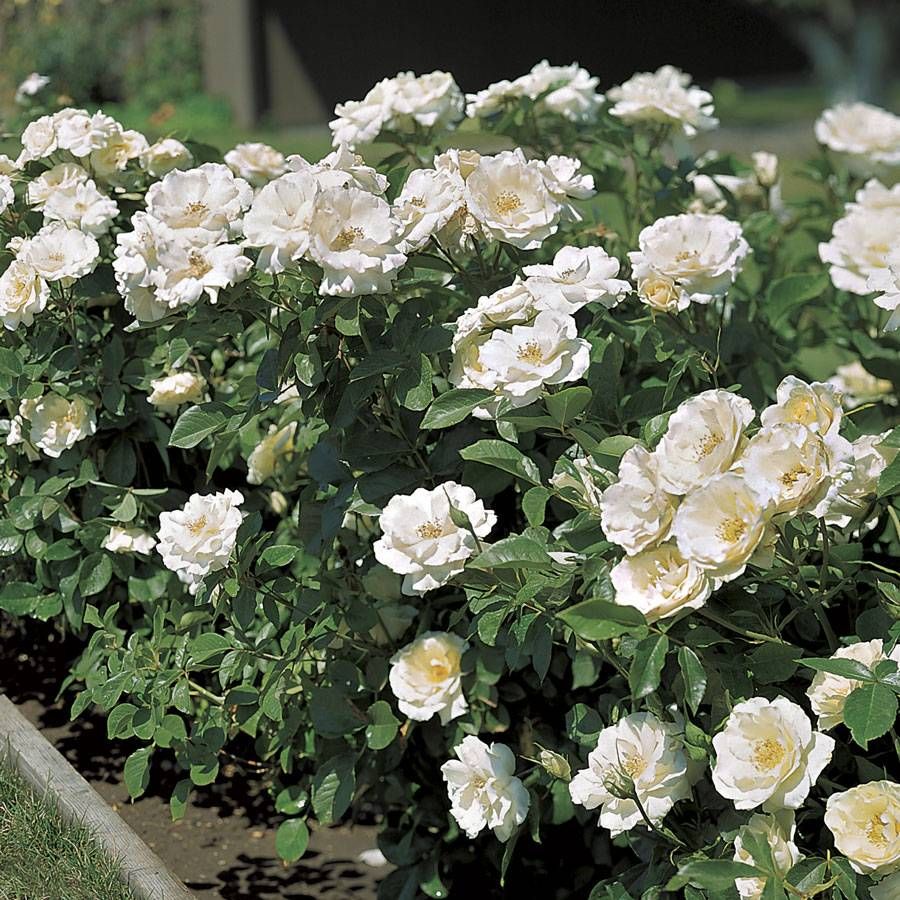 White Simplicity Hedge Rose