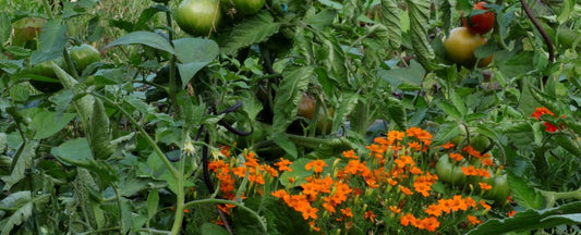 15 Best Companion Plant Pairs