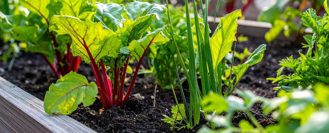 15 Best Vegetables for Small Space Gardens