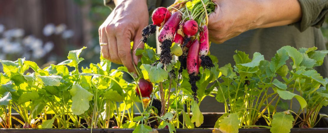What to Plant in Containers: Vegetables, Herbs, and Flowers That Grow in Pots