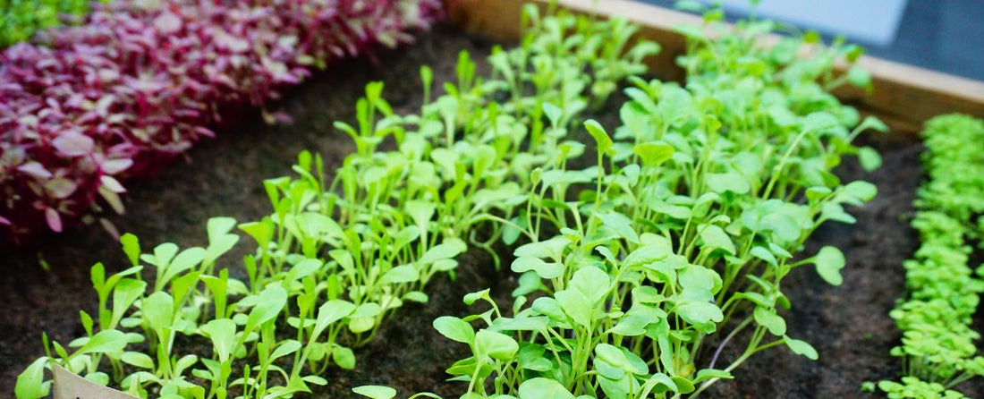 What Seeds to Plant Early in Spring (and What to Wait On)