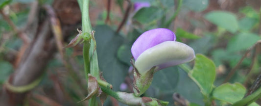 12 Heat- and Drought-Tolerant Vegetables