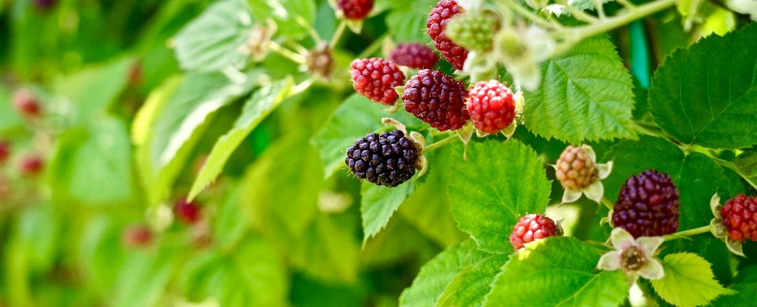 Garden-Inspired Dessert Recipes Using Fresh Fruit and Herbs
