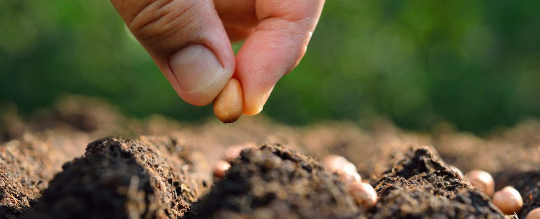 How to Direct Sow Seeds Outdoors: Timing, Soil Prep, and Key Sowing Methods