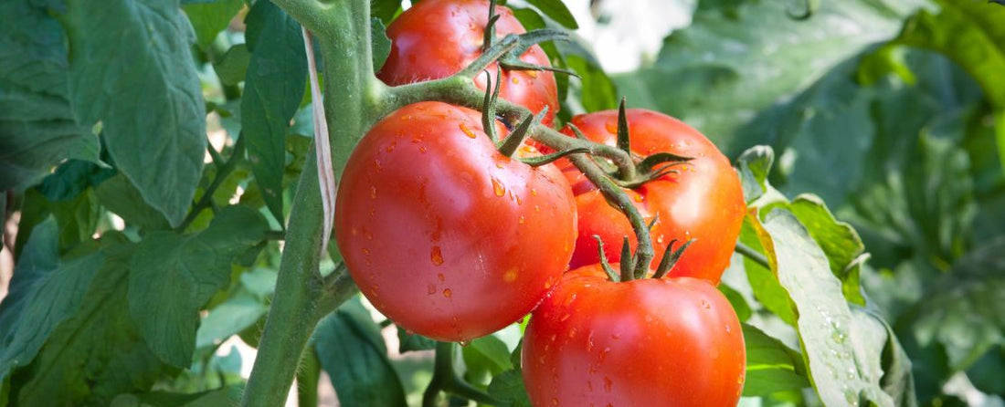 Best Disease-Resistant Tomato Seeds for Home Gardens