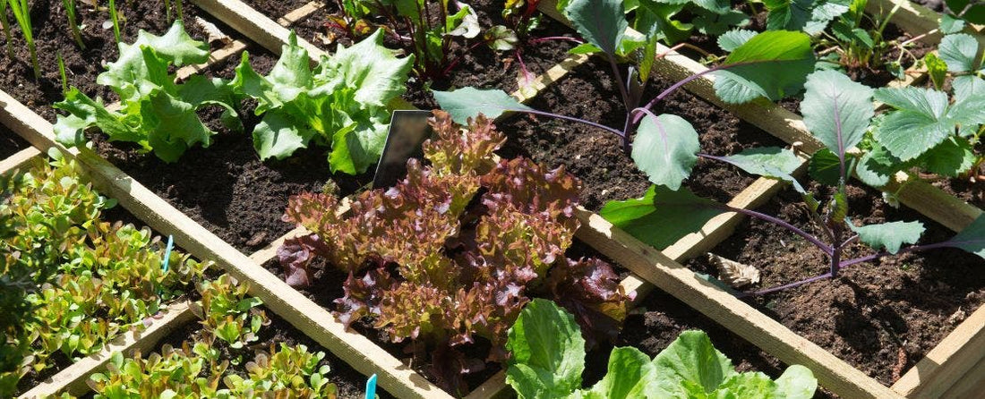 First Vegetable Garden? How to Get Started