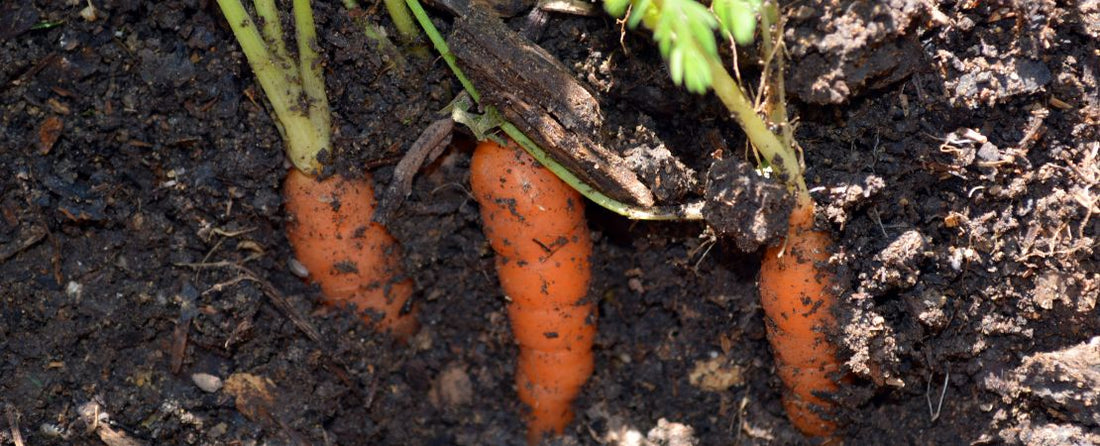 How to Grow Carrots from Seed