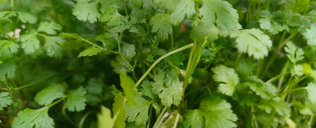 How to Grow Cilantro from Seed