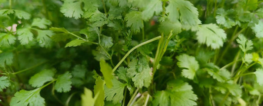How to Grow Cilantro from Seed