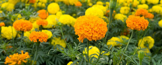 How to Grow Marigolds from Seed