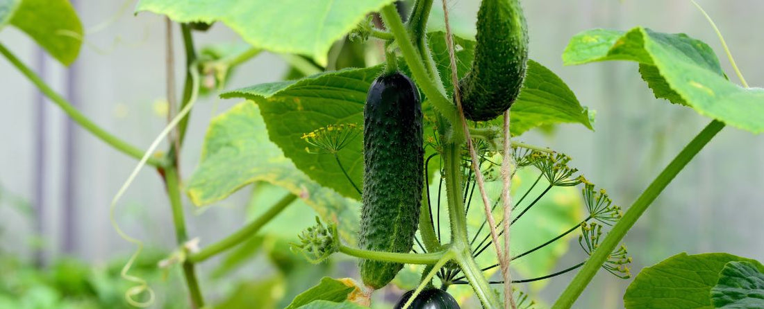 How to Grow Cucumbers from Seed