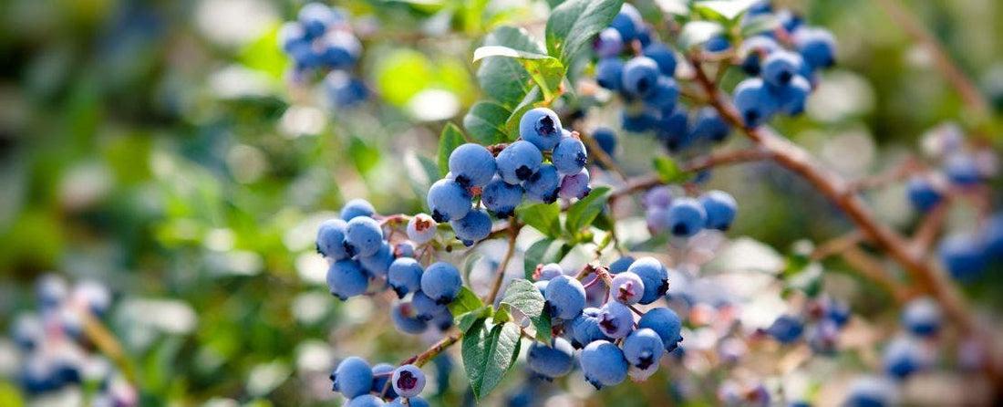 How to Grow Blueberries