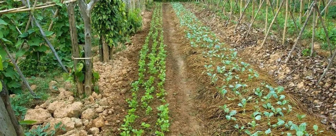 Organic and Heirloom Seeds: Benefits and What Makes Them Unique