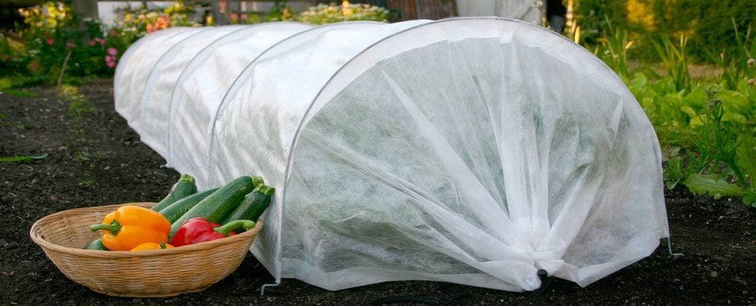 How to Protect Plants from Frost