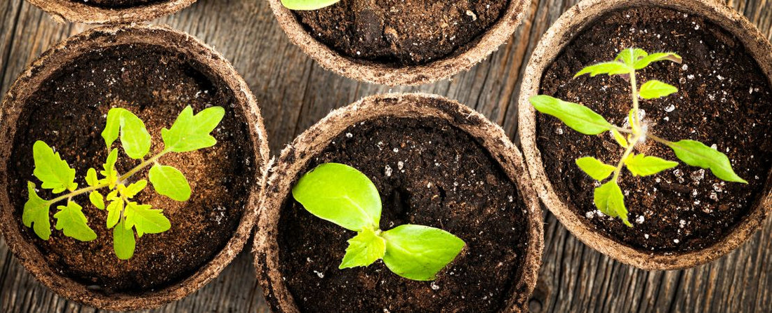 Are My Seedlings Ready to Transplant?
