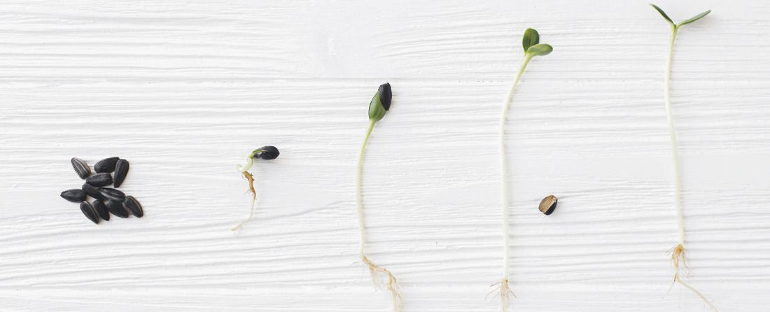 How to Test Seed Viability and Plant Old Seeds