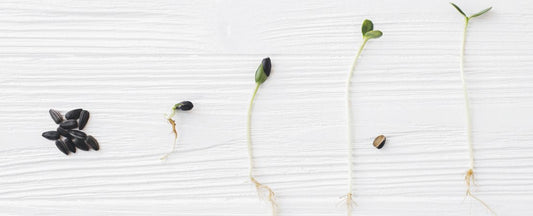 How to Test Seed Viability and Plant Old Seeds