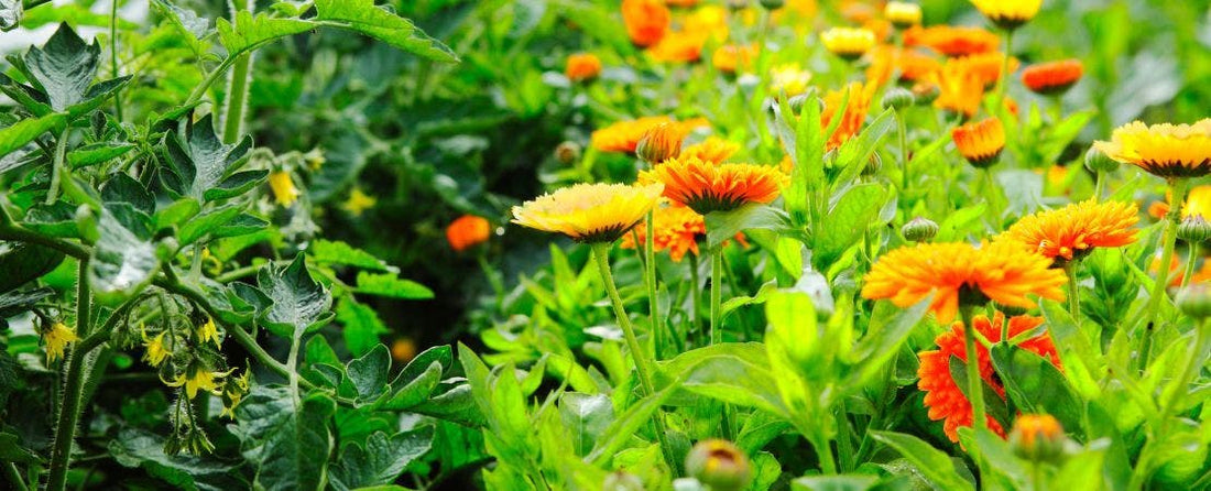 Companion Plants for Zinnias: What to Plant and Why