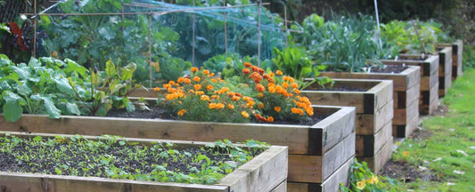 12 Essential Tips for Gardening In Zone 7