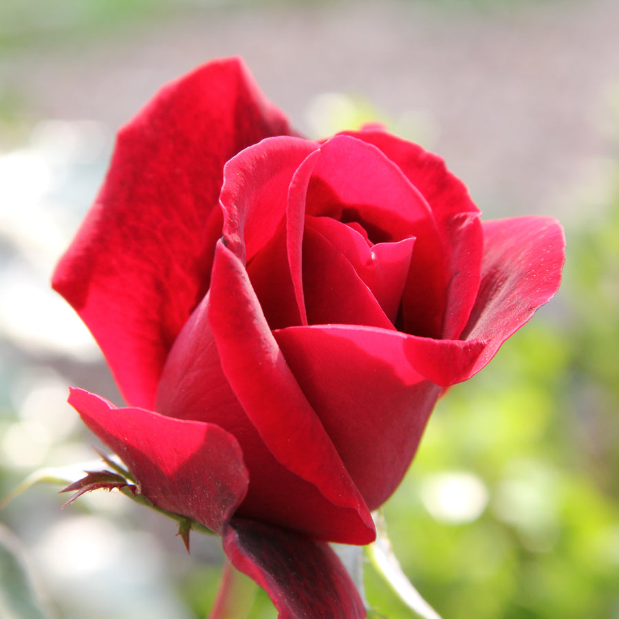 Don Juan Climbing Rose