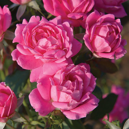Pink Double Knock Out® Shrub Rose