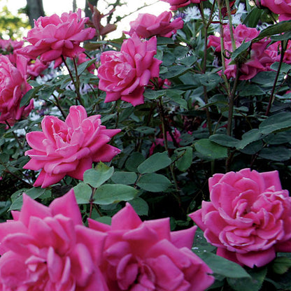 Pink Double Knock Out® Shrub Rose