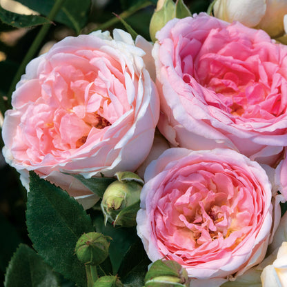 Sweet Rose of Mine Floribunda Rose