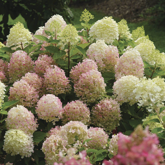 Hydrangea Fire Light Tidbit™