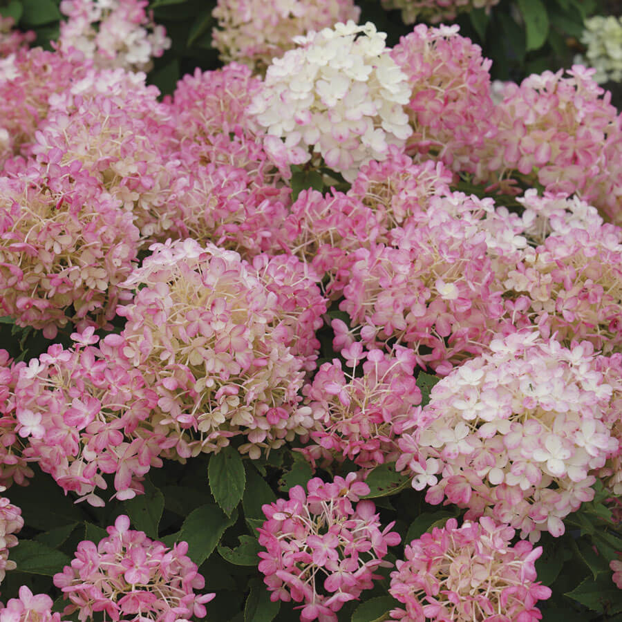 Hydrangea Fire Light Tidbit™