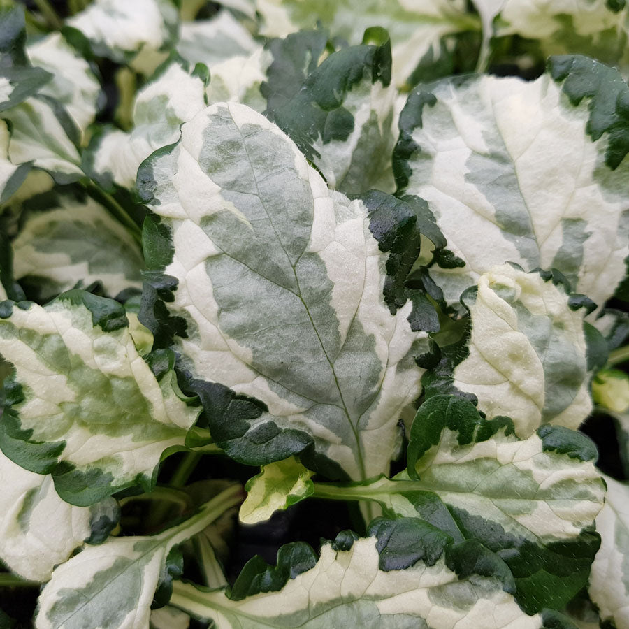 Ajuga Princess Leia