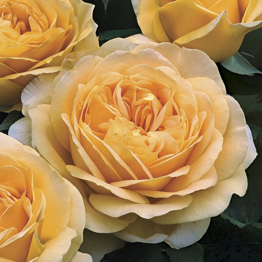 Golden Zest Shrub Rose