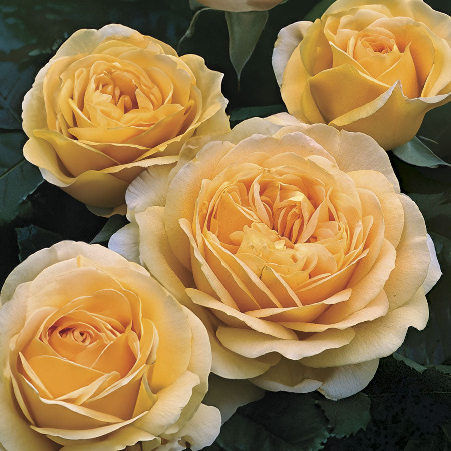 Golden Zest Shrub Rose