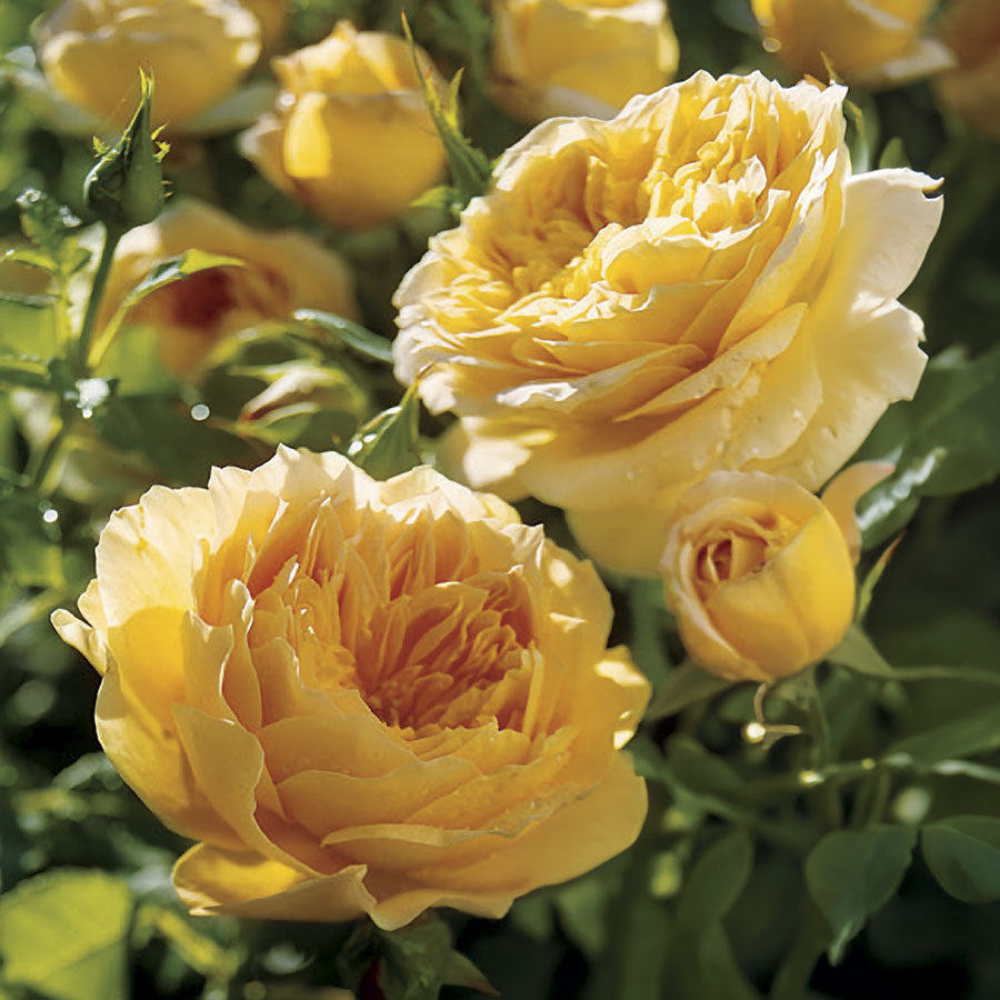 Golden Zest Shrub Rose